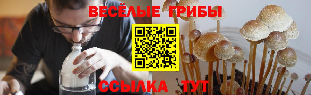 закладка  Вход с VPN  Сердобск  Галлюциногенные грибы GOLDEN TEACHER 